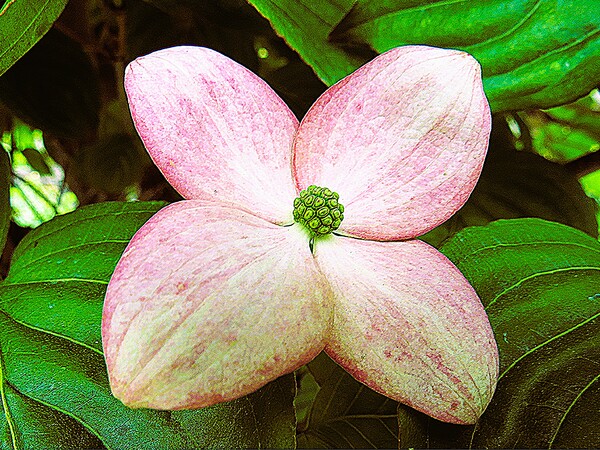 キヤノン PowerShot SX50 HS 作例 - PhotoXP